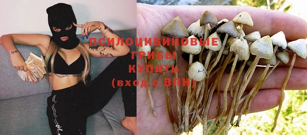 прущие грибы Инта